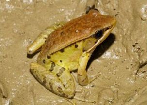 会弹琴的鱼,弹琴蛙图片