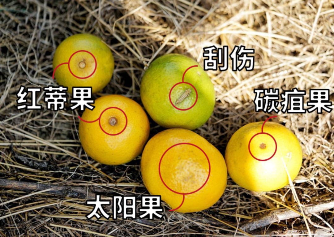 认识下广东人从小吃到大的宝藏水果,像冬季里清甜的山泉