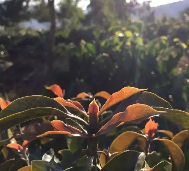 速溶咖啡粉和云南小粒咖啡的区别,云南小粒咖啡什么品种最好