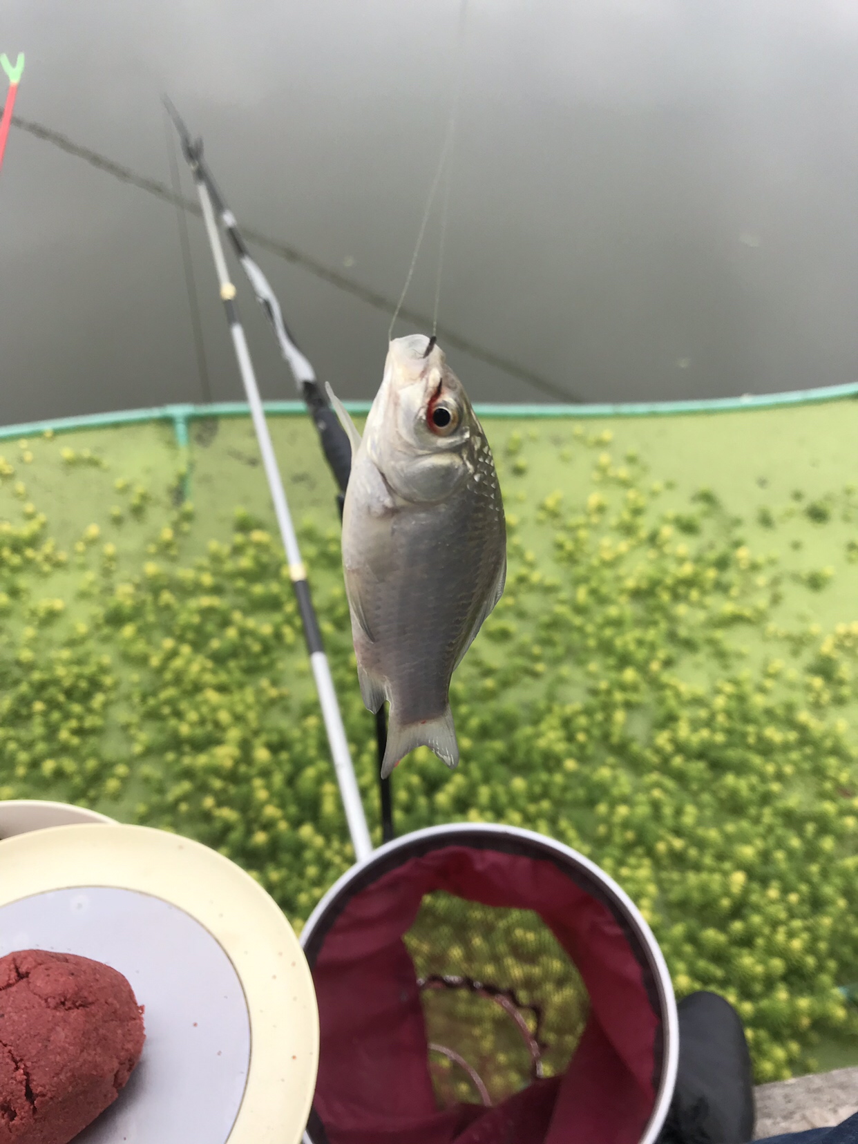 野钓垂钓实录,野钓钓鱼视频实战