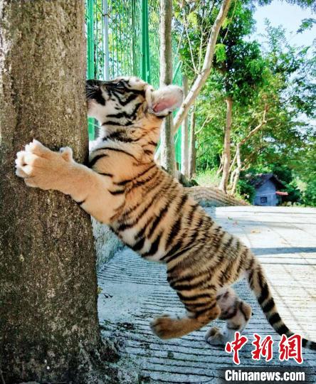 华南小虎崽,韶关喜迎两只华南虎幼崽
