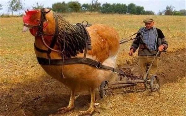 打鸡血有科学依据么,打鸡血真的可以使人亢奋吗