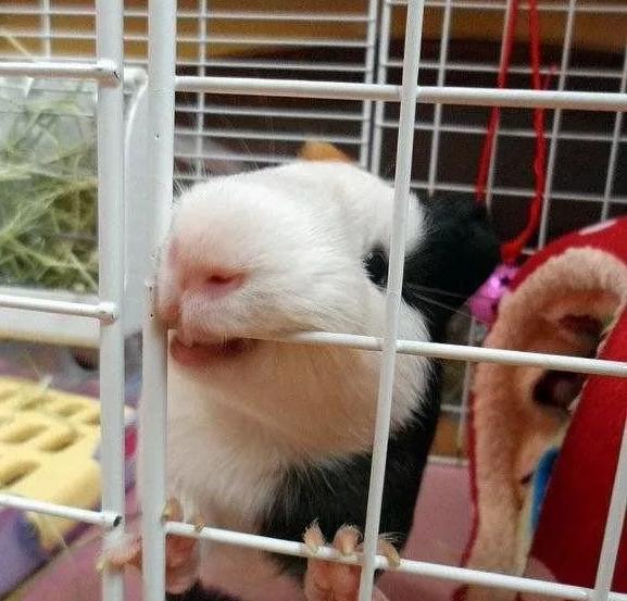 鸟笼式防盗窗是什么样的,鸟笼式防盗窗