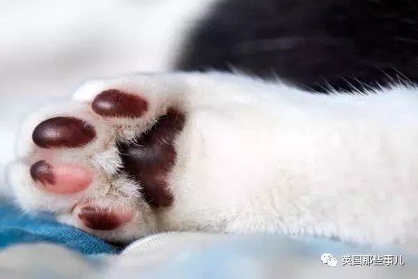猫咪自己剃毛失败,猫剃毛失败