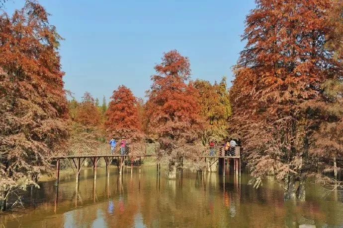 毗邻100万㎡国内罕见水上森林！建在氧吧里的杭州地标万豪酒店！入秋后简直美呆