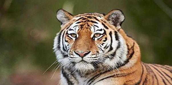 世间万物相生相克，谁是老虎的克星呢？百兽之王有怕的时候