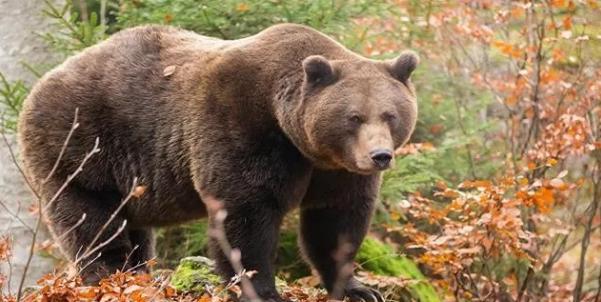 世间万物相生相克，谁是老虎的克星呢？百兽之王有怕的时候