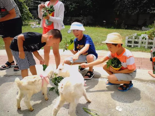 500不到全家住原佘山艾美，居然！周末元旦春节还是不加价