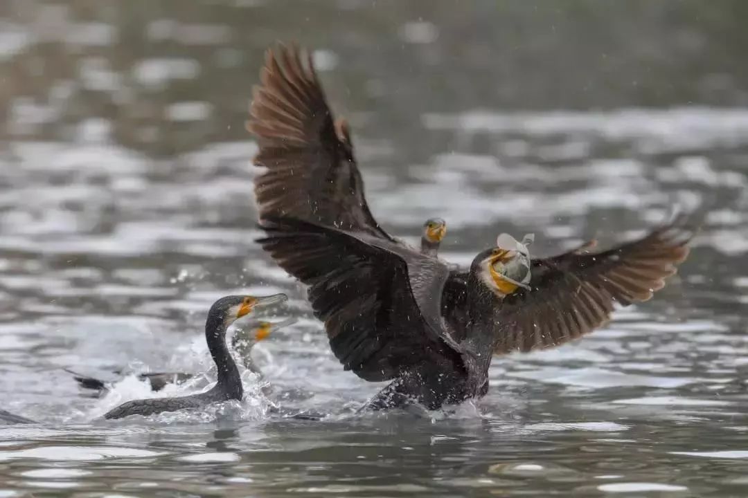 福建冬天风景最美的地方,福建冬季风景最美的地方