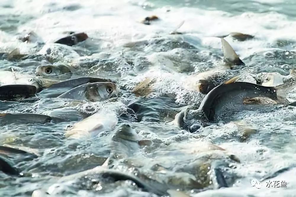 水产养殖净化水质标准最新,水产养殖净化水的方法