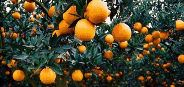 信丰脐橙和赣南脐橙,信丰脐橙第一橙