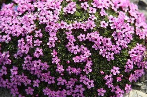 北极和南极哪里不一样,北极与南极