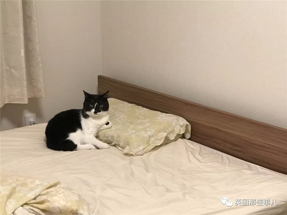 喵星人的日常图片大全,最好看的喵星人图片