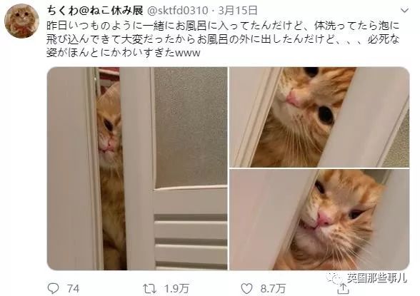 盘点喵星人的高光时刻,最好看的喵星人图片