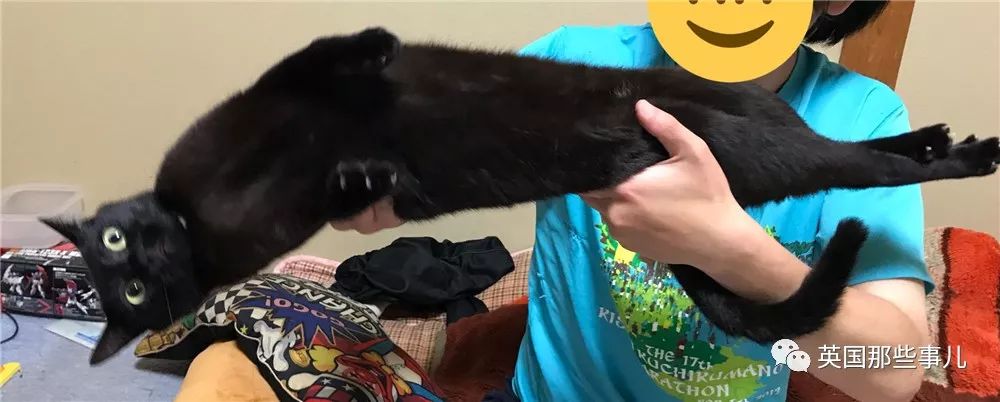 喵星人的日常图片大全,最好看的喵星人图片