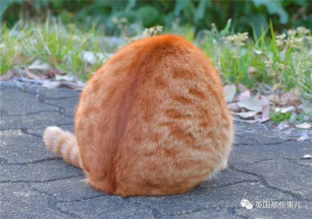 喵星人的日常图片大全,最好看的喵星人图片