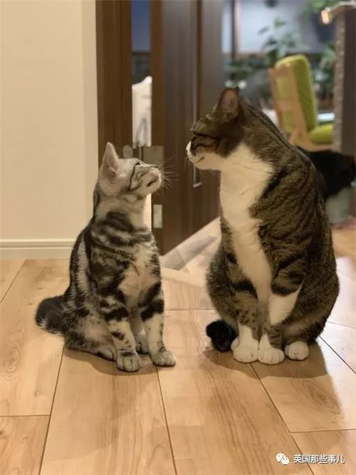 喵星人的日常图片大全,最好看的喵星人图片