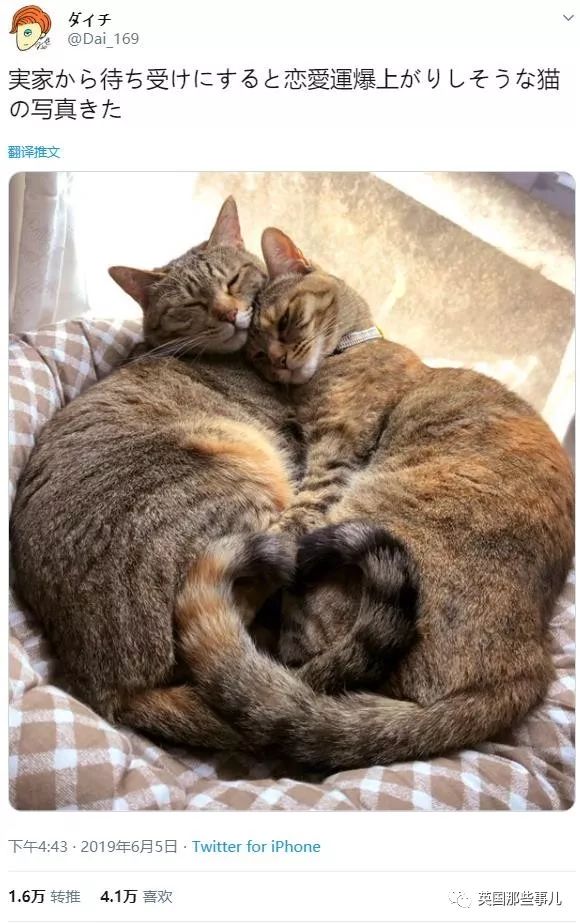 喵星人的日常图片大全,最好看的喵星人图片