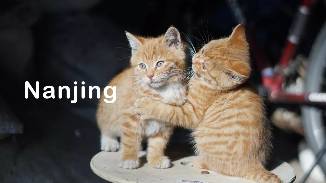 南京十二月适合去的地方,十二月南京两天一夜的攻略