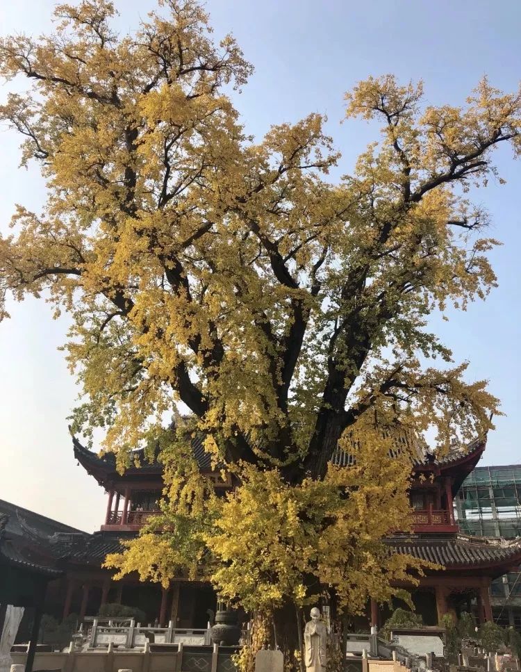 上海地铁可直达6个古镇,从上海到江南六个水乡古镇