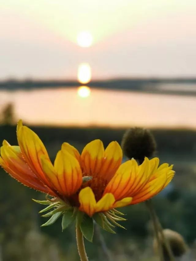 卷毛佟零基础手机摄影课百度网盘,卷毛佟手机摄影大赛作品