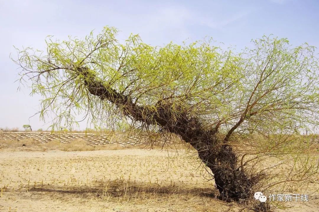 缇庢枃閫夎悆,缇庢枃閫夌补浣冲彞