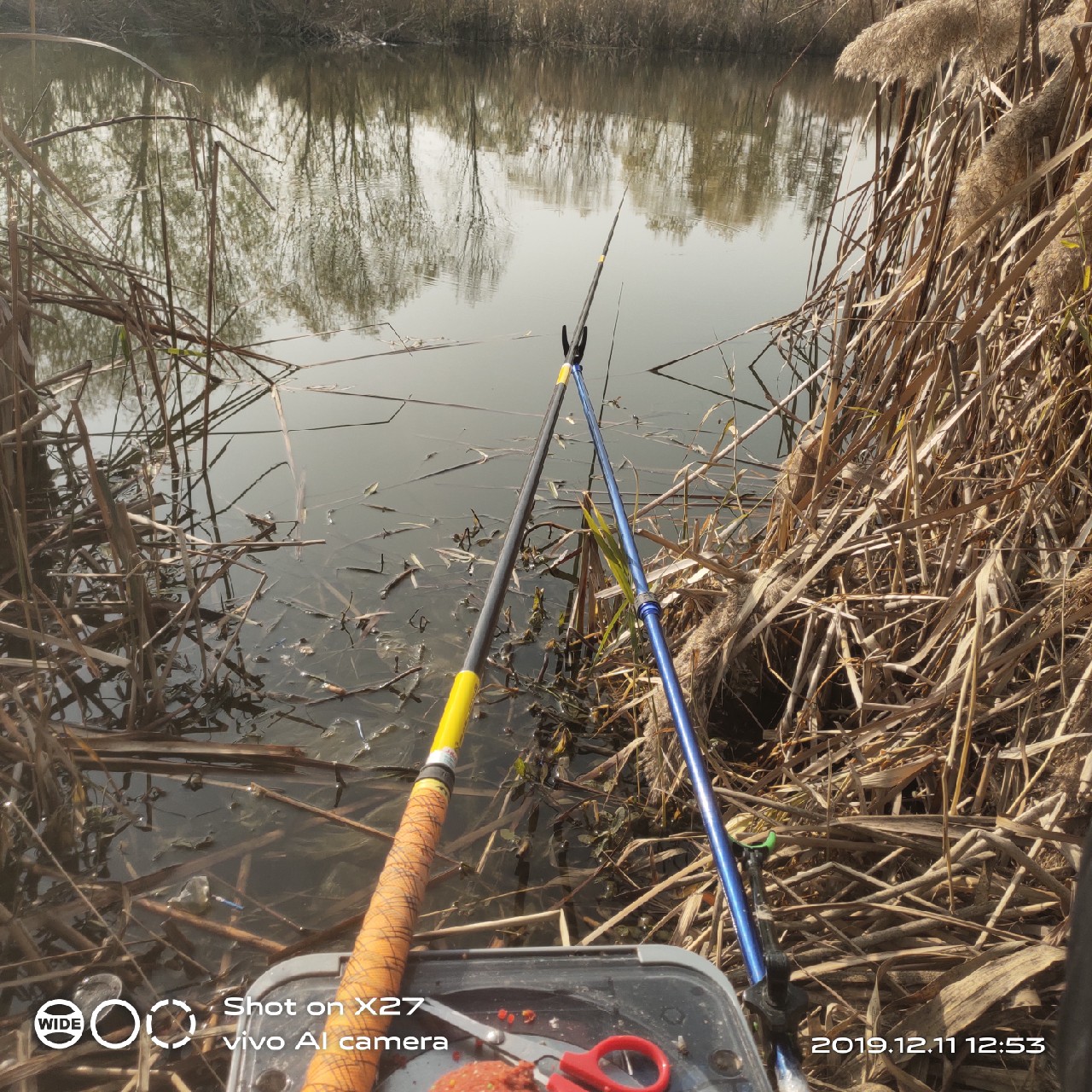 台钓鲫鱼教学,野钓芦苇多的地方鱼怎么样