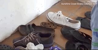 天一热,澳大利亚居民鞋里“长”毒蛇了还有浴室、抽屉……