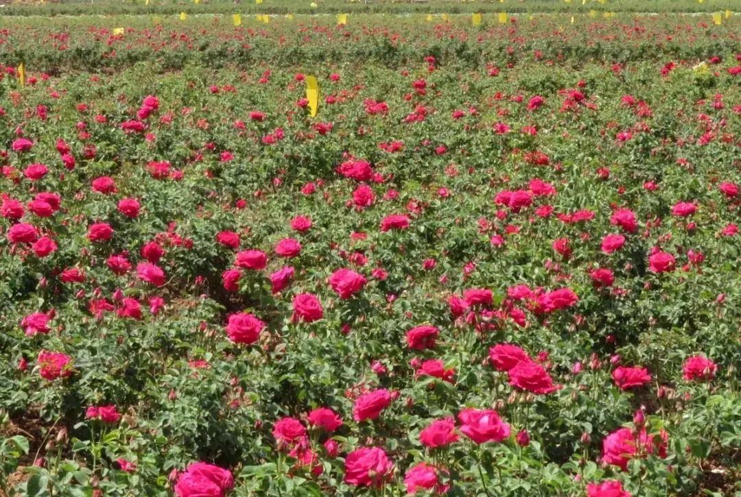 潮玩灵感微醺一夏沁凉开启,潮玩游玩攻略