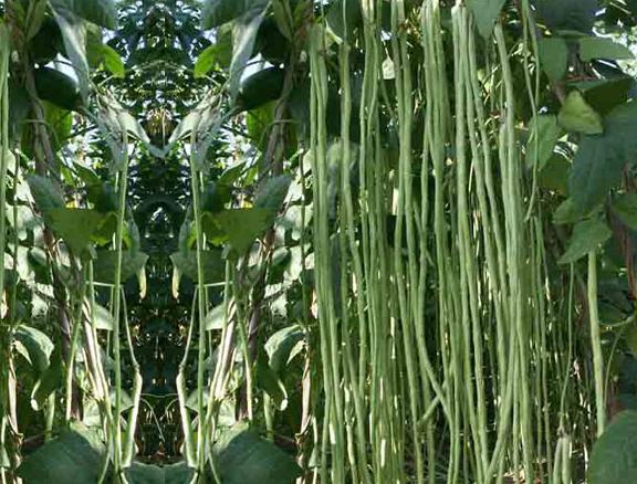 高血糖吃什么水果和蔬菜降血糖好,糖尿病吃什么蔬菜有助于降血糖