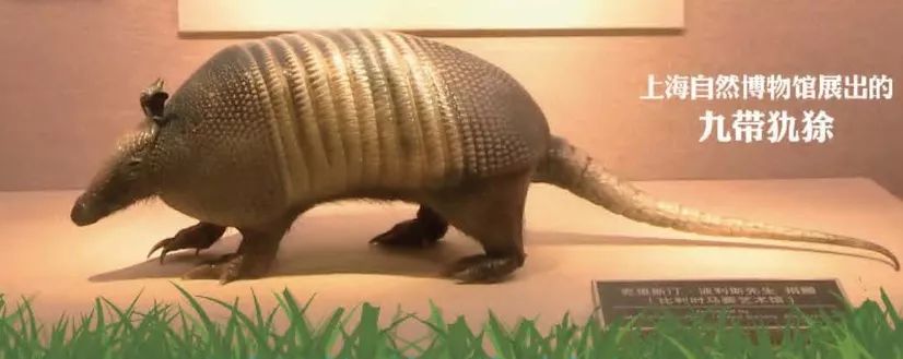 2014年世界杯吉祥物福来哥杯子,巴西吉祥物福来