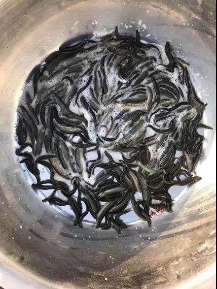 泥鳅高密度养殖过程,泥鳅高密度养殖模式