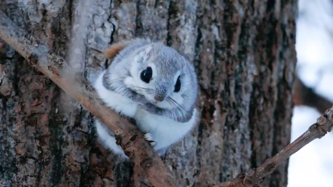 北海道是怎么成为日本的,北海道到底有多强大