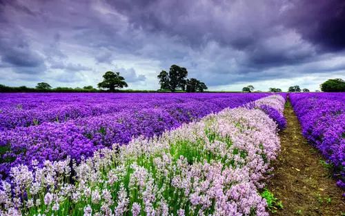 手部护理保养精油,spa护理手套