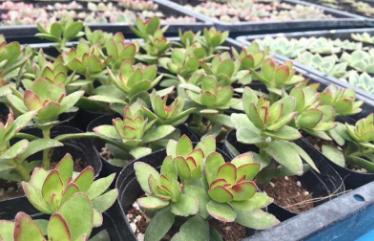 电商创富记花甲之年,电商卖多肉植物挣钱吗