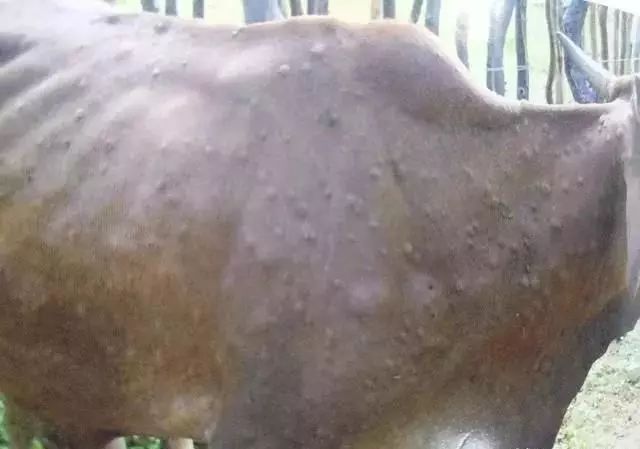 牛结节性皮肤病防控干货,一起来认识全身经络