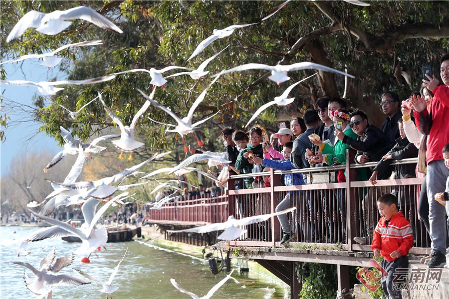 来海洋公园感受快乐,海埂公园白天好玩还是晚上好玩