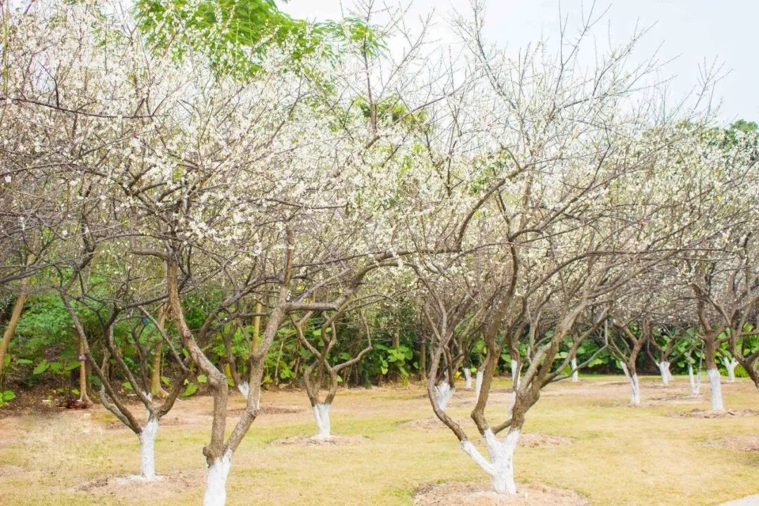 请回答1988广州恒大酒店 (请回答广州2018)