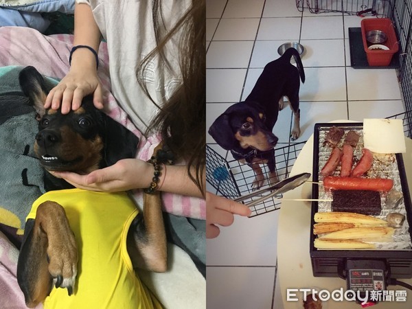 逛夜市心好累!狗狗腰软倒床赖皮 胖肚子扶不起来