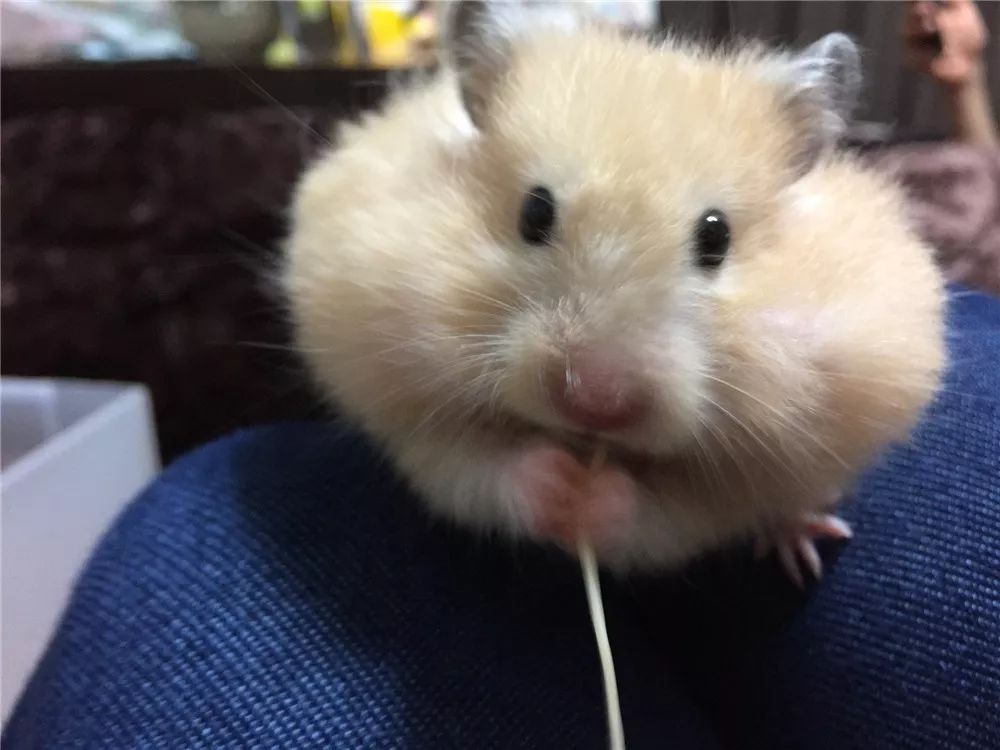 日推网友鼠年仓鼠腮帮子大赛，满屏圆滚滚毛茸茸敲可爱