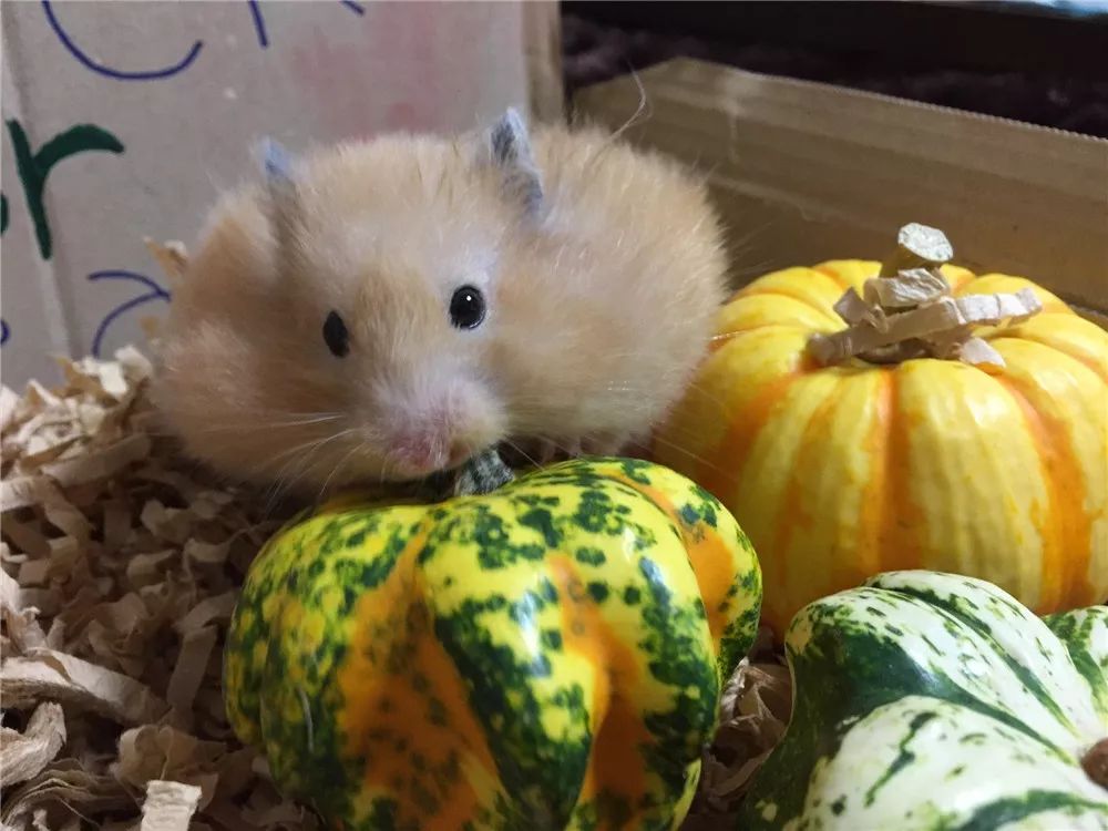 日推网友鼠年仓鼠腮帮子大赛，满屏圆滚滚毛茸茸敲可爱