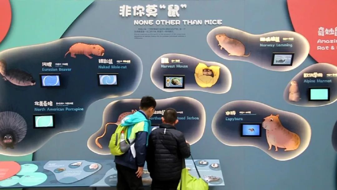 鼠目寸光是什么来历,鼠目寸光是什么原因