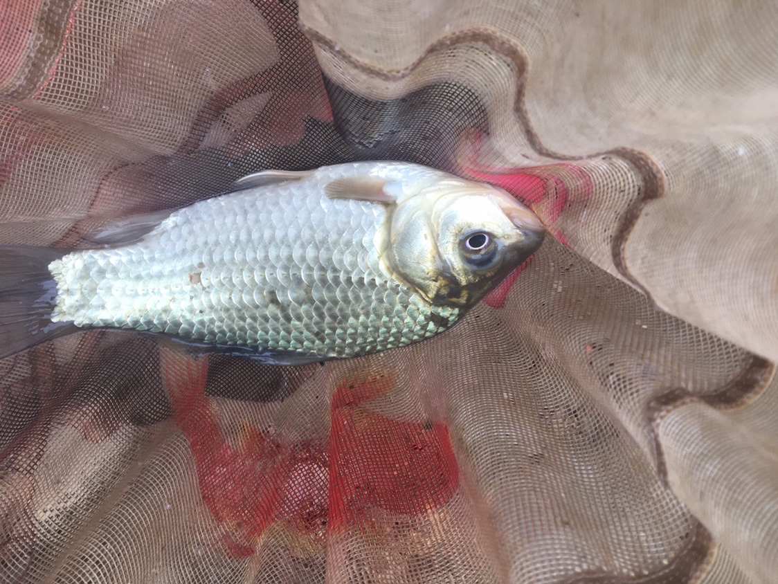 夏季小杂鱼闹窝怎么钓大板鲫,冬钓大板鲫如何避开小鱼