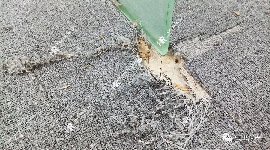 商铺有老鼠怎么灭鼠,餐厅老鼠频发灭鼠公司出动小妙招