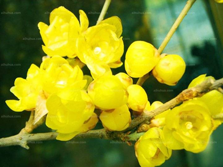 数九寒天陪知己赏梅花,数九寒天梅花绽放雪压枝