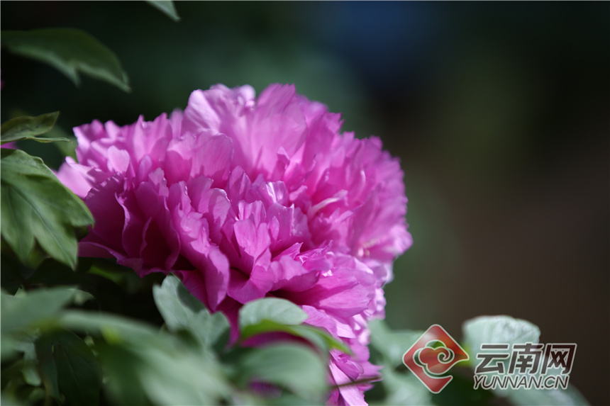 昆明昙华寺公园牡丹花开了吗,昙华寺公园牡丹开了吗