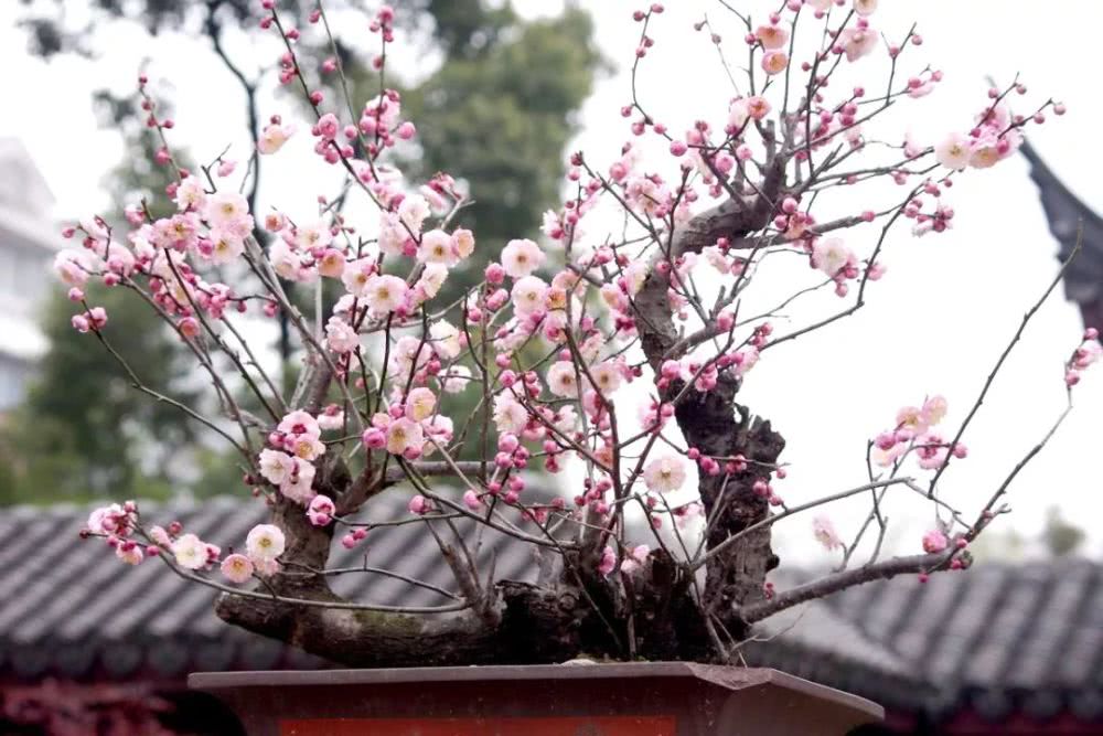 怎么养寒香梅,寒梅的养殖方法