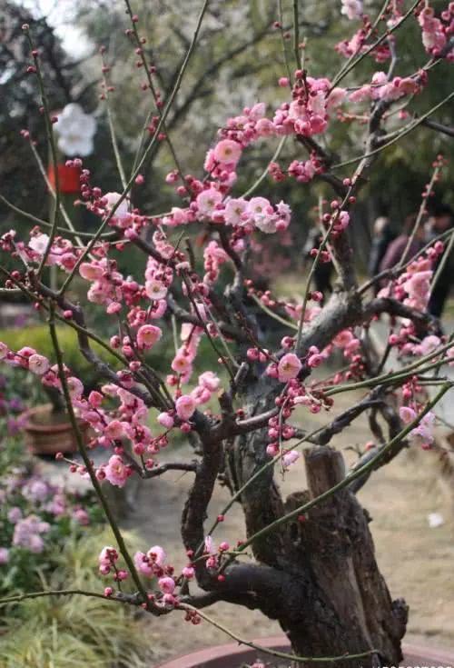 怎么养寒香梅,寒梅的养殖方法