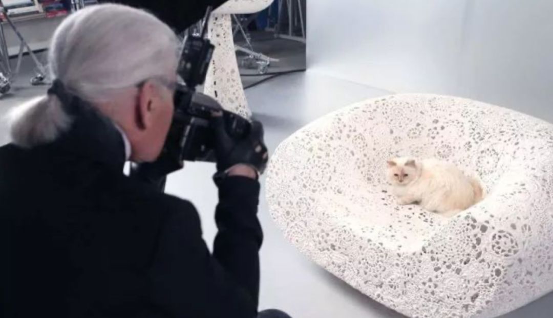 继承老佛爷遗产的猫怎么样了,老佛爷的猫咪现在怎么样了