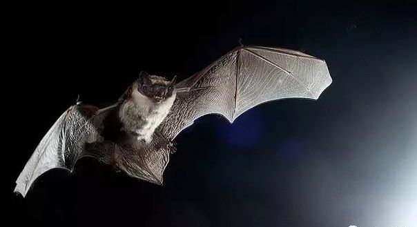 在楼道里遇见蝙蝠该怎么办,家里有蝙蝠进来有没有事
